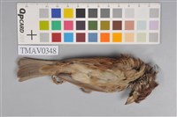 藏品(麻雀)的圖片